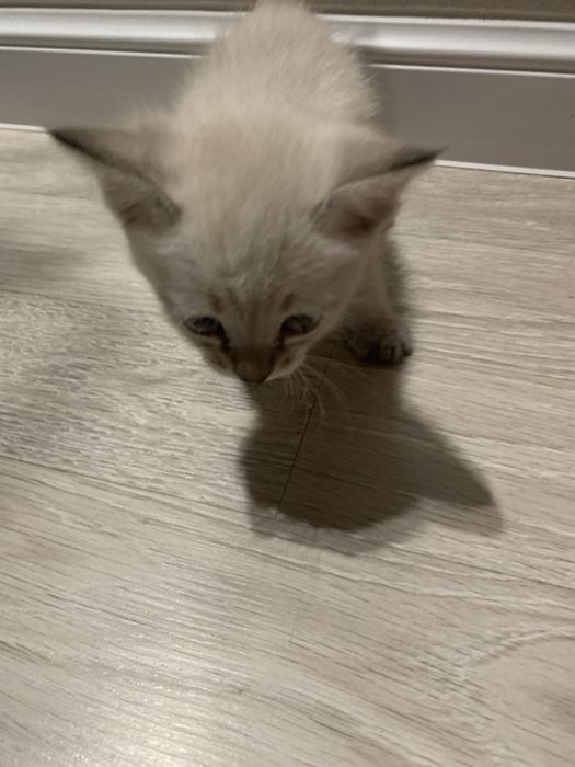 Котенок бесплатно