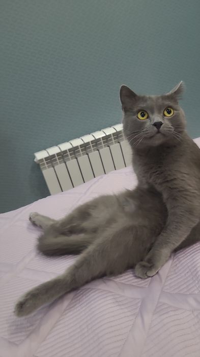 Отдам кота в добрые руки