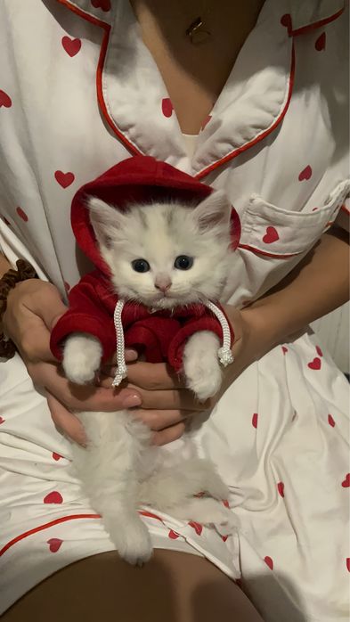 Девочка,кошка,в подарок отлично