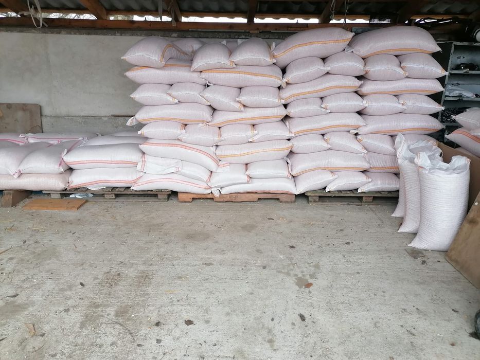 Porumb și grâu productie 2025