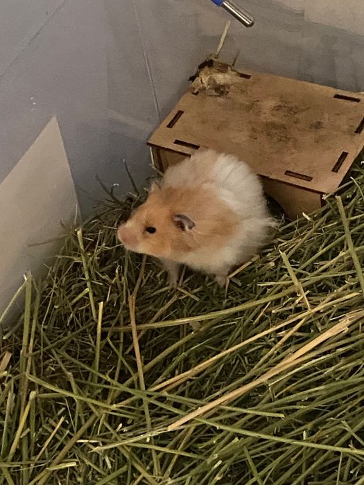 Грызун. Питомец-Хомячиха