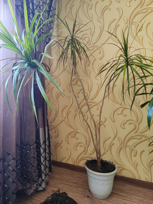 Продам домашнее растение