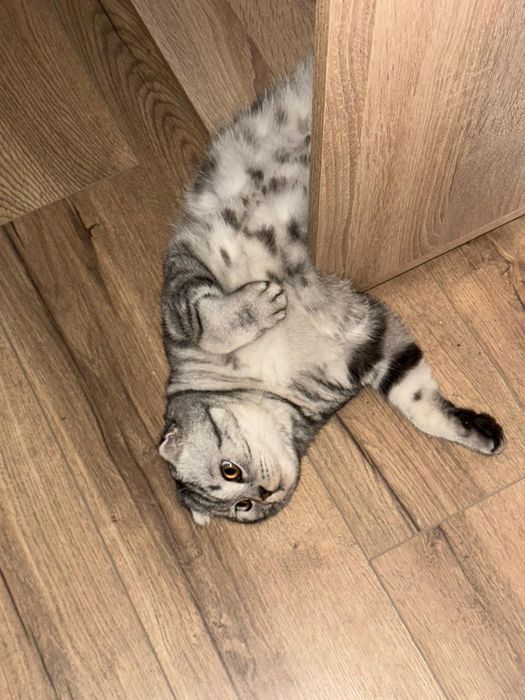 Передержка кошек