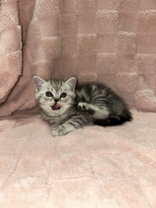 Вислоухие котята