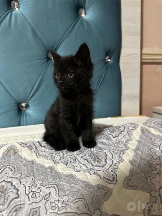 Отдадим 2 котят игристые