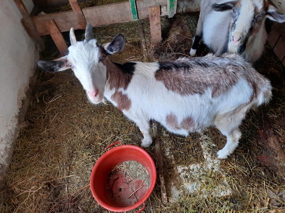 Альпий  ешкі буаз