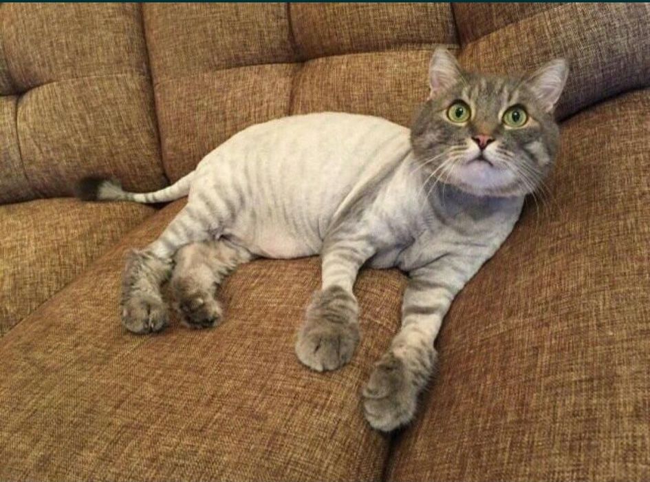 Стрижка кошек...