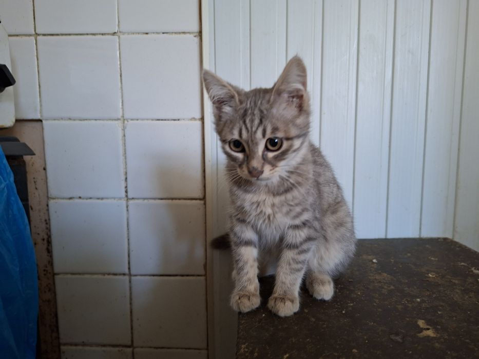 Отдам в добрые руки котят