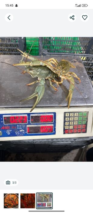 Раки.жвыи.трик..150000