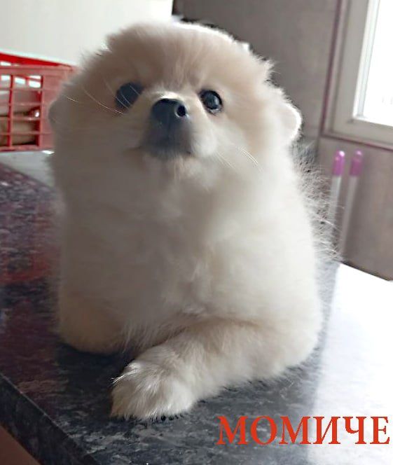 женско кученце шпиц