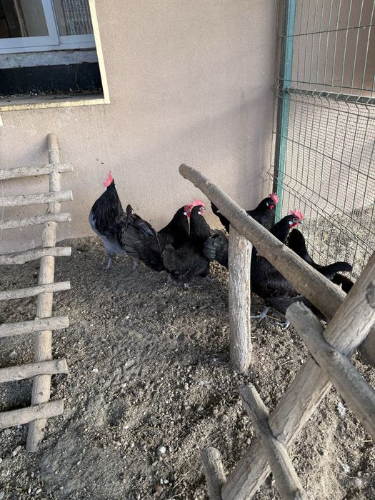 Gaini de rasa Și oua pentru incubat!