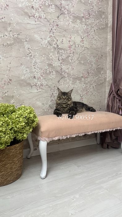 Мейнкун кот молодой