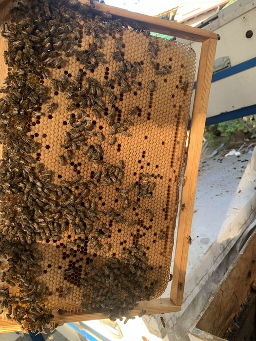 Свои Пчёлы - Свой Мёд