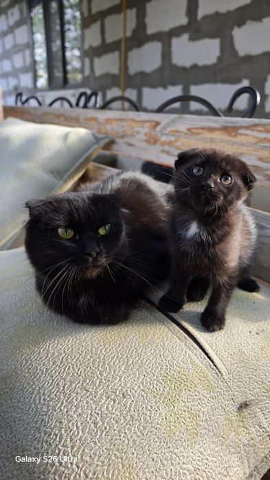 Шотландский Котенок