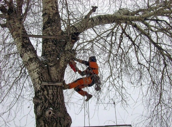 Спил деревьев любой сложности