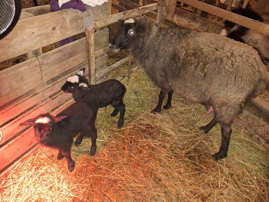 Oaie Romanov cu 2 berbecuți