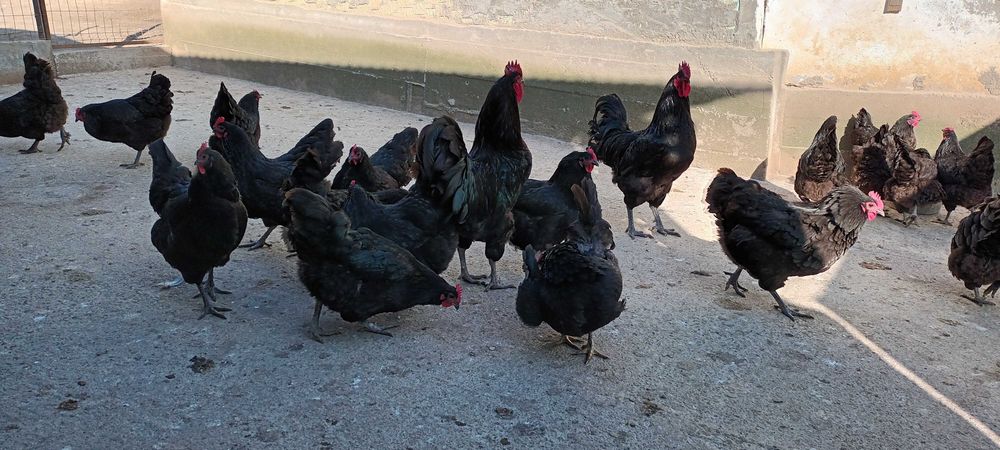 Vand oua de gaini australorp negre.