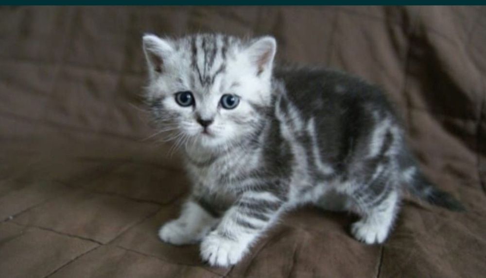Шотланские котята