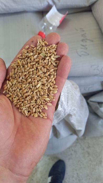 Старт Рост Финиш Несушка