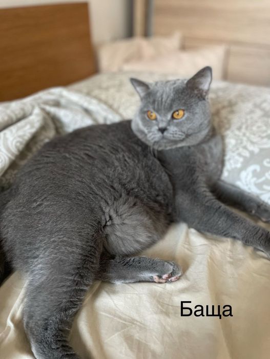 Малки сини британки/шотландки