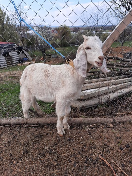 Tapisori anglo nubian  vârsta 2 luni