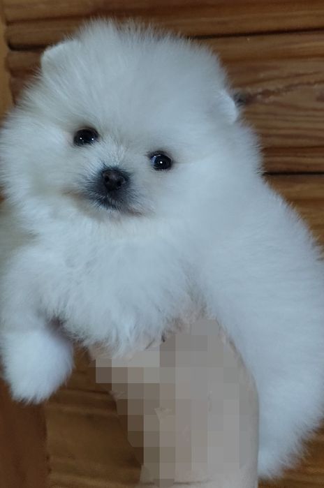 Мини шпицы мальчики и девочки