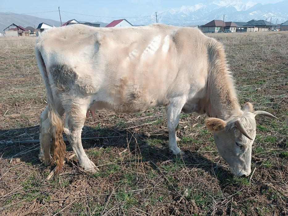 Сиыр сатылады сауынды