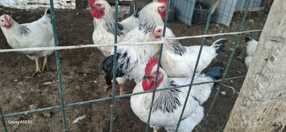 Adler joʻja xoʻrozlari sotiladi.