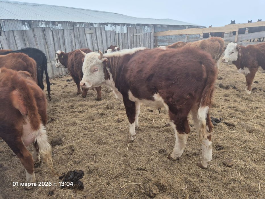 Продам быка 450000