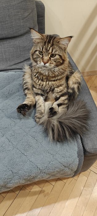 Продавам Мейн Куун на 2 години