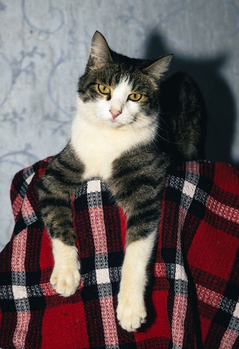 Отдам в хорошие руки