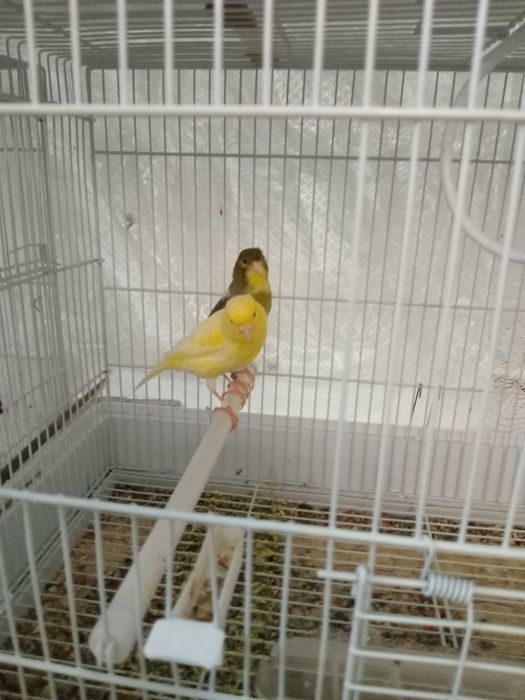 Испанский Ларгет.