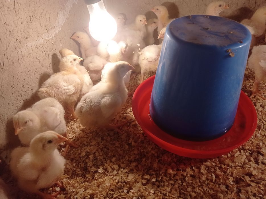 Broler jujalar sotiladi