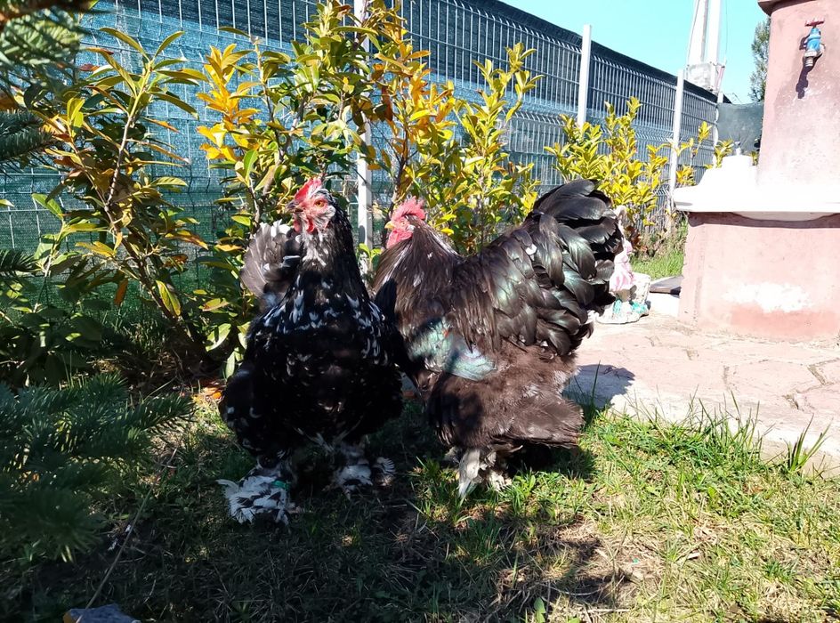 Pereche cochinchina negru bobat schimb cu porumbei  standard american sau king