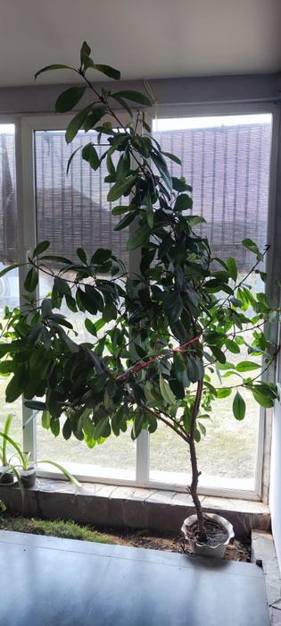 Фикус королевский дерево  продаю
