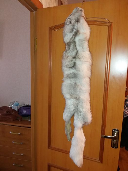 Шкурка песца выделанная цельная