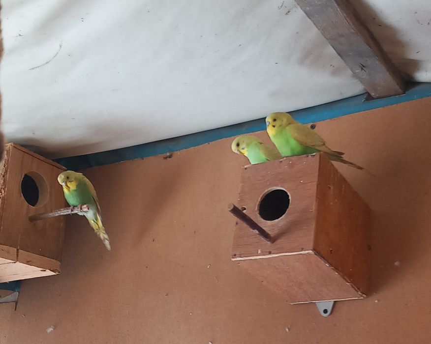 Papagali Perusi si Rossela