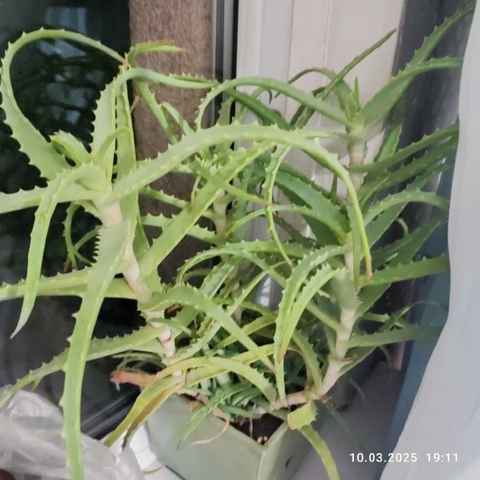 Продам алое древовидное