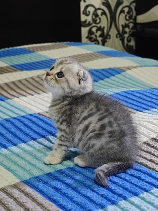 Пушистые комочки счастья