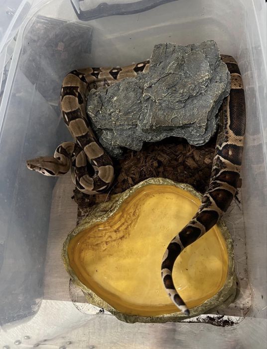 Императорский удав, нормал, самка, большая