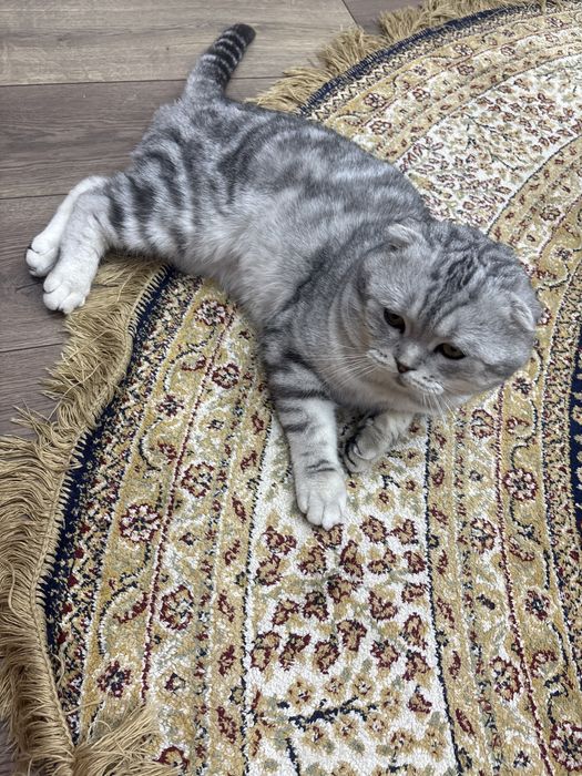 Продается вислоухий шотландец