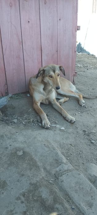 Отдам в добрые руки