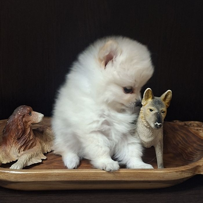 Очаровательные щенки шпица