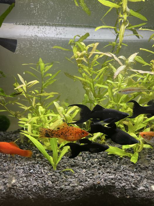 Pesti , Xipho, molly