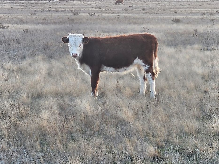Ургашы подсос баспактар сатылады