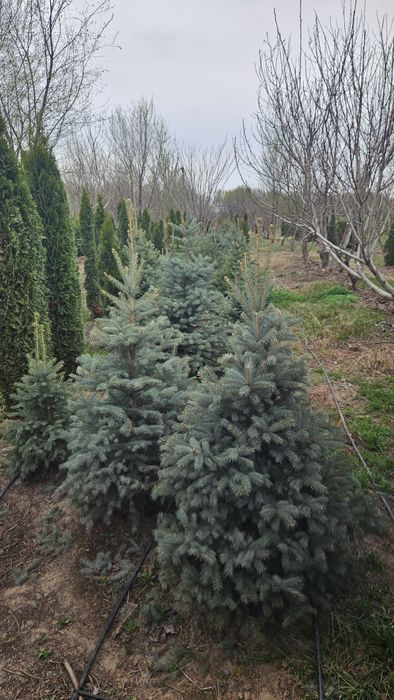 Туя, ель, крымская сосна