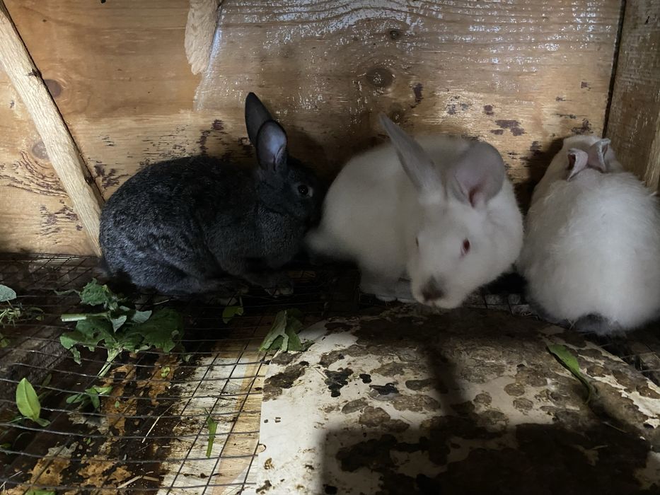 В продаже кролята, возраст три месяца!