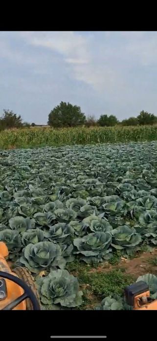 Varza Bucharest si Victoria