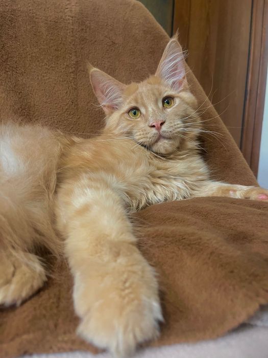Baietel Maine Coon PEDIGREE Felisa