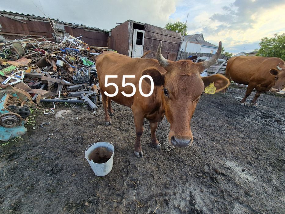 Продам дойных коров